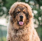 tibetian mastiff