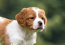 puppy