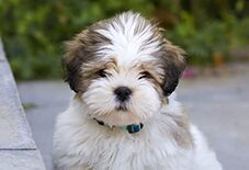 lhasa apsos puppy