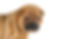 Shar-Pei