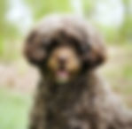 Portuguese Water Dog