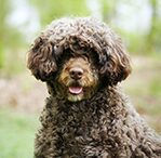 Portuguese Water Dog