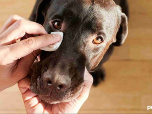 Pink Eye in Dogs: Symptoms, Treatment & Prevention
