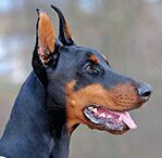 Doberman