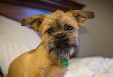 Lhasa Apso
Brussels Griffon