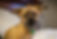 Lhasa Apso
Brussels Griffon