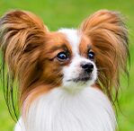 Papillon