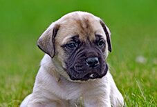 puppy mastiff