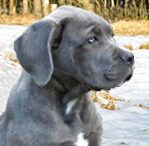 cane corso