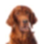 irish setter 