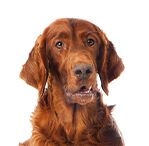 irish setter