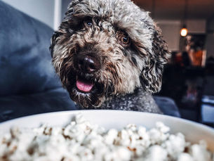 dog looking at a bowl of popcorn