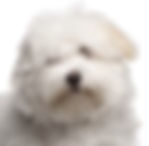 coton de tulear