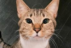 Bengal &
Domestic Shorthair