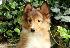 shetland sheep dog puppy