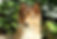shetland sheep dog puppy