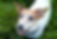 jack russell
