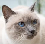Blue Point siamese