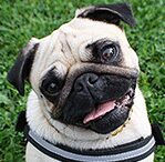 pug