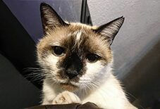 Burmese & Domestic Shorthair