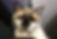 Burmese & Domestic Shorthair