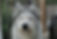 Irish Wolfhound
Siberian Husky