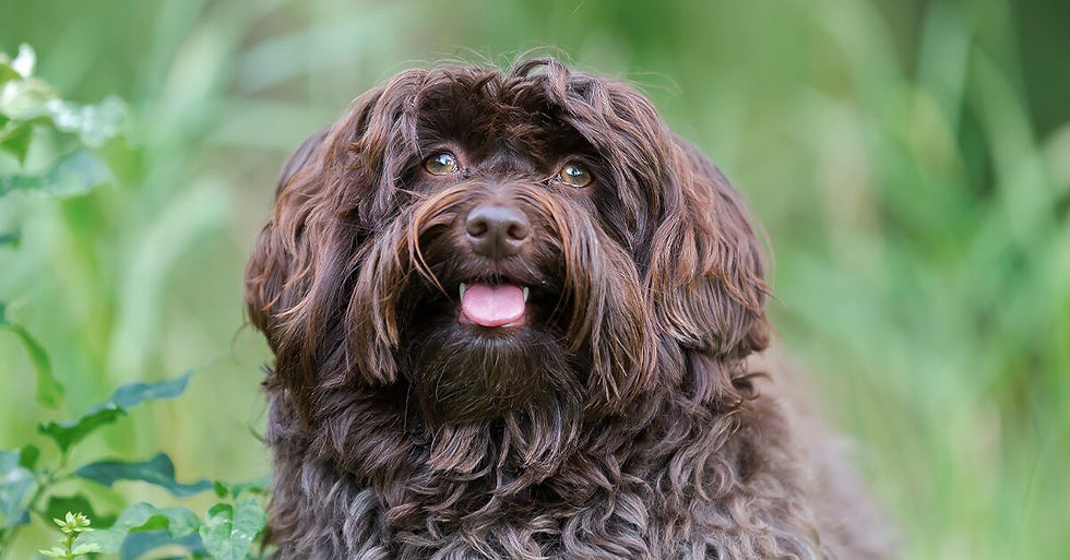 Havanese