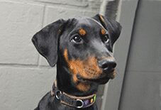 doberman