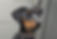 doberman