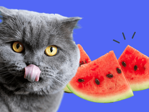 cat licking its lips with watermelon slices