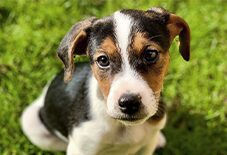 Jack Russell Terrier
Beagle
