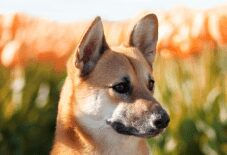 Corgi Inu
Shiba Inu
Corgi