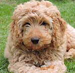 cockapoo