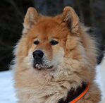 SAMOYED