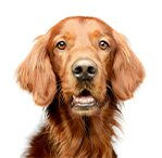 irish setter