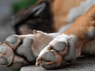 bottom of dogs feet