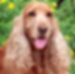 cocker spaniel