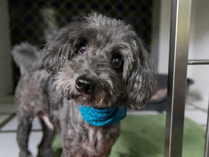 dog standing in a crate