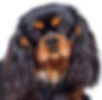 cavalier king charles 