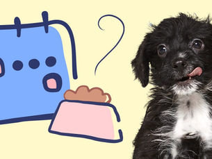 small black dog next to a cartoon calendar and bowl of dog food