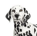 White with Black Spots