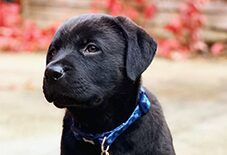 Rottweiler
Labrador Retriever