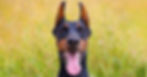 Doberman