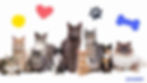 The 11 Most Popular Cat Names for 2025