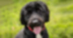 Portuguese Water Dog