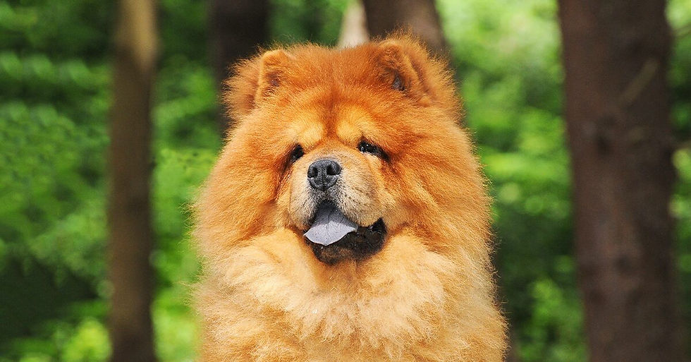 Chow Chow