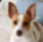 rat terrier