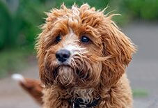 cavapoo