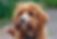 cavapoo