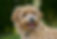 Maltipoo